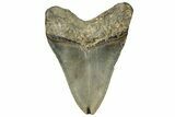Fossil Megalodon Tooth - North Carolina #328892-1